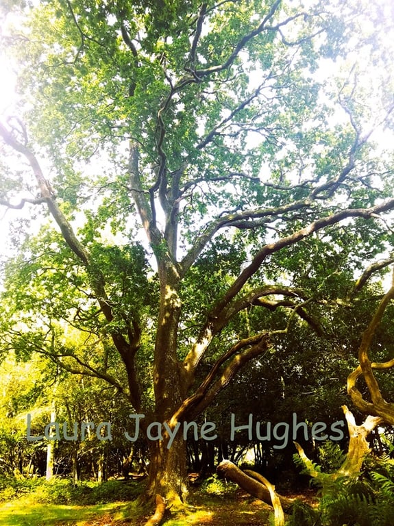 Big green tree in Burley, New Forest. A4 photographic print