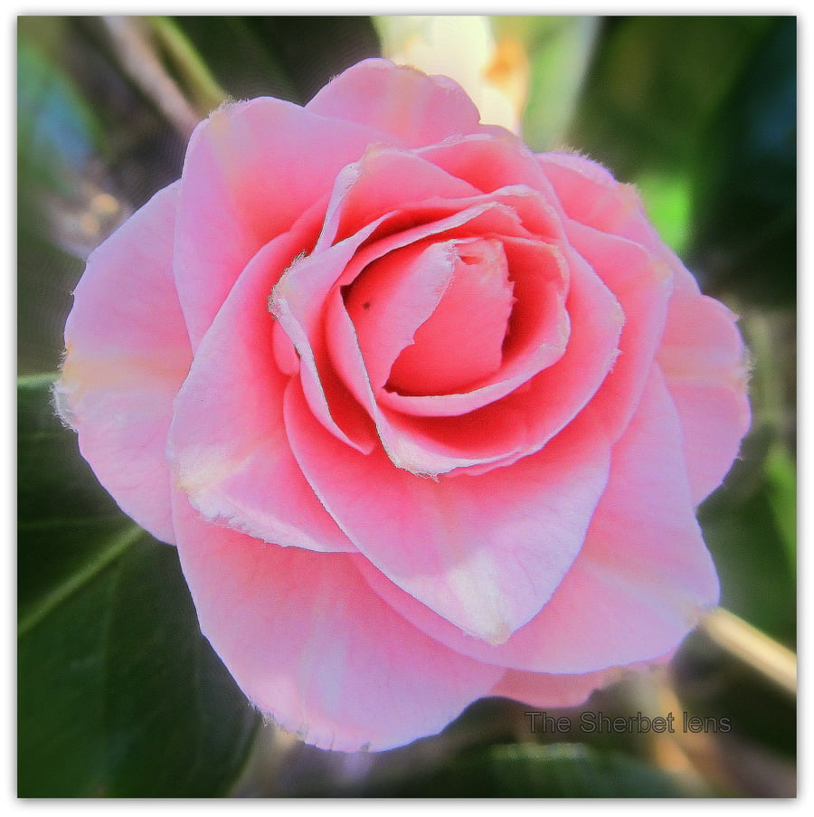 Rose pink. A photographic card, left blank for your own message.