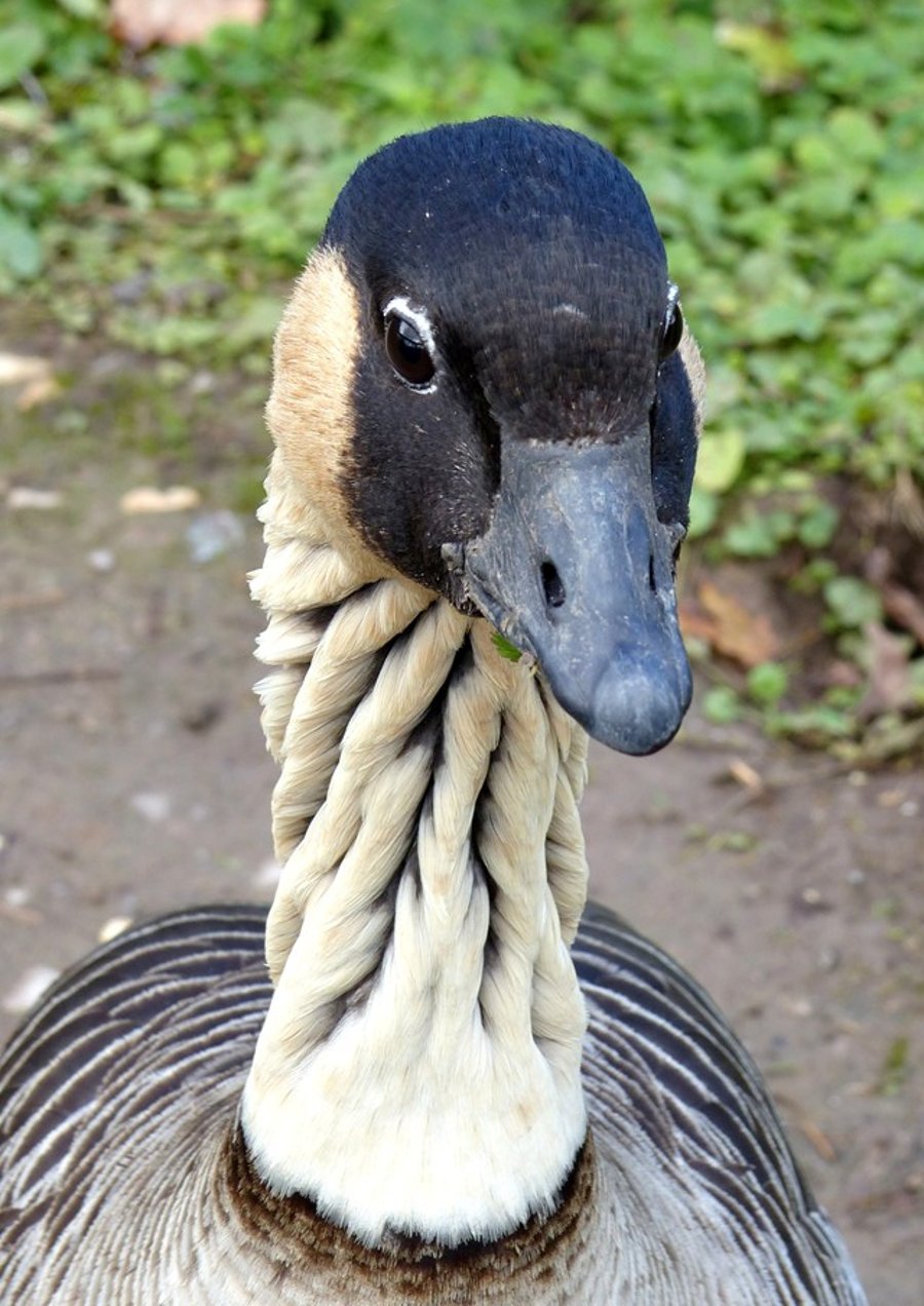 Goose