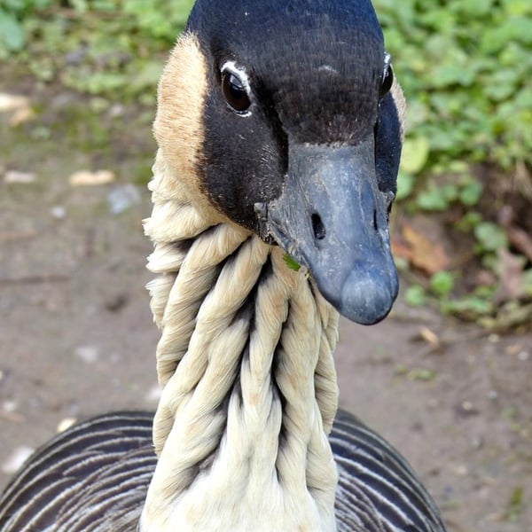 Goose