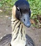 Goose - Image 1