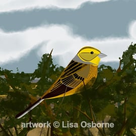 Yellowhammer - bird print - signed and mounted