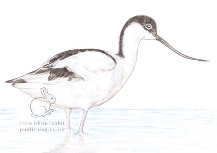 Avocet - Blank Card