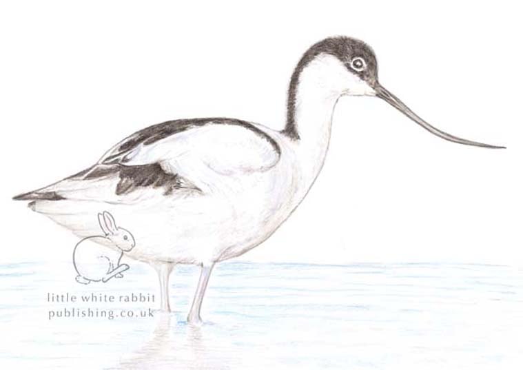 Avocet - Blank Card