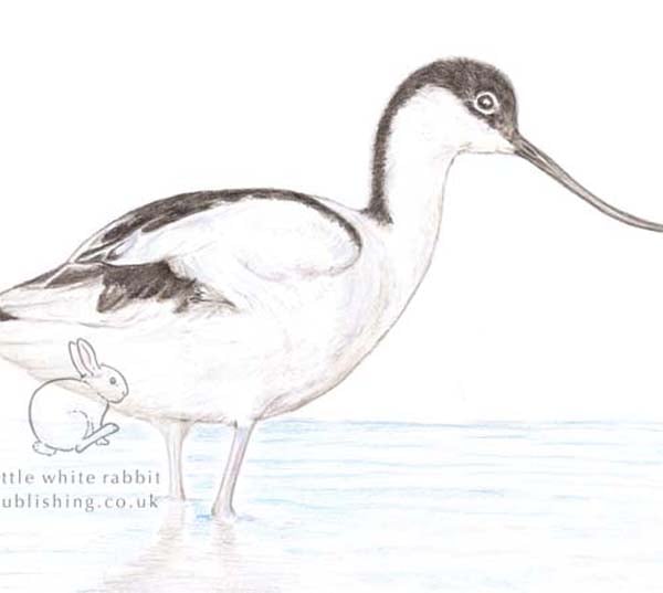 Avocet - Blank Card