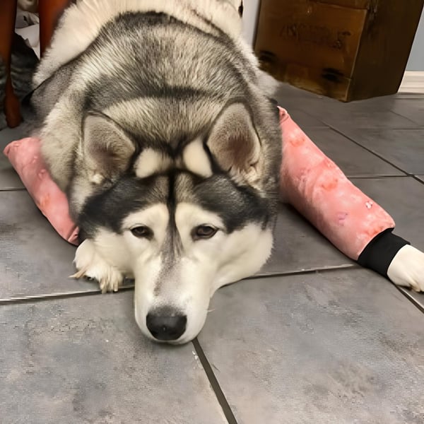 Dog Elbow Support, One for the girls. Flowers with a purpose.