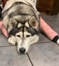 Dog Elbow Support, One for the girls. Flowers with a purpose.