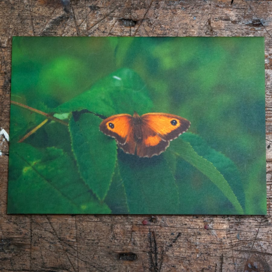 Gatekeeper Butterfly, A6 Greetings Card Nature Photography
