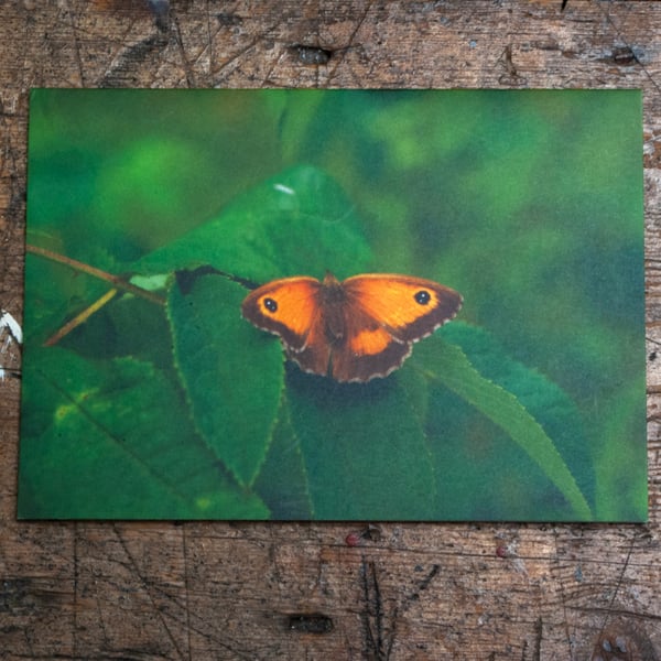 Gatekeeper Butterfly, A6 Greetings Card Nature Photography
