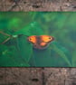 Gatekeeper Butterfly, A6 Greetings Card Nature Photography - Image 1