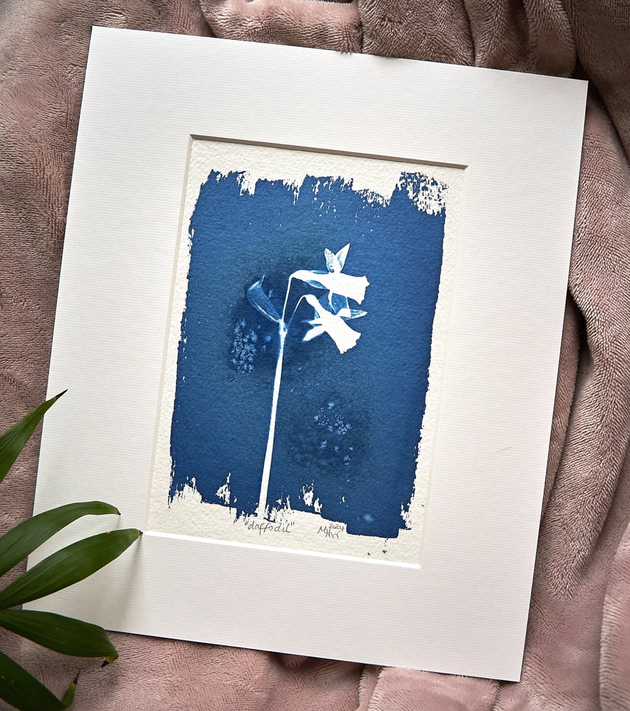 cyanotype print: "Daffodil". Original, one of a kind, mounted ready to frame