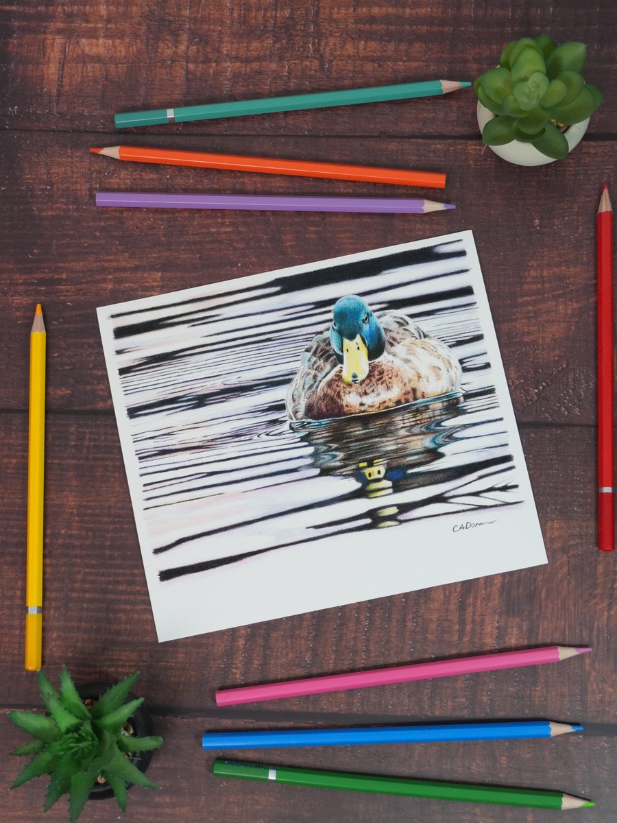 Perfectly Imperfect Fine Art Print of "Sunset Swim" Mallard Duck Art SAMPLE