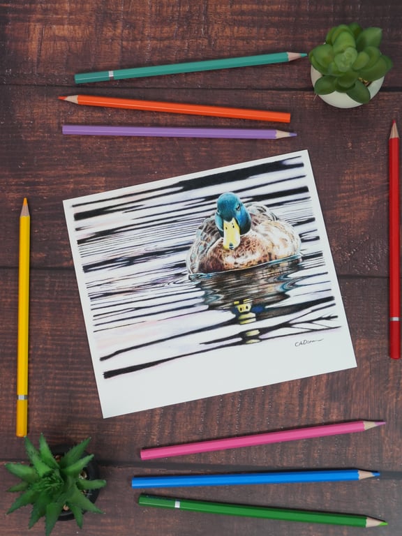 Perfectly Imperfect Fine Art Print of "Sunset Swim" Mallard Duck Art SAMPLE