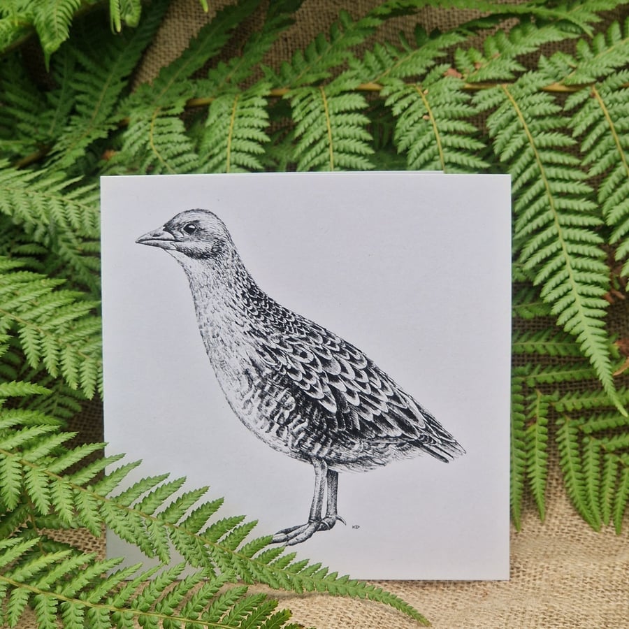 Image of Corncrake card