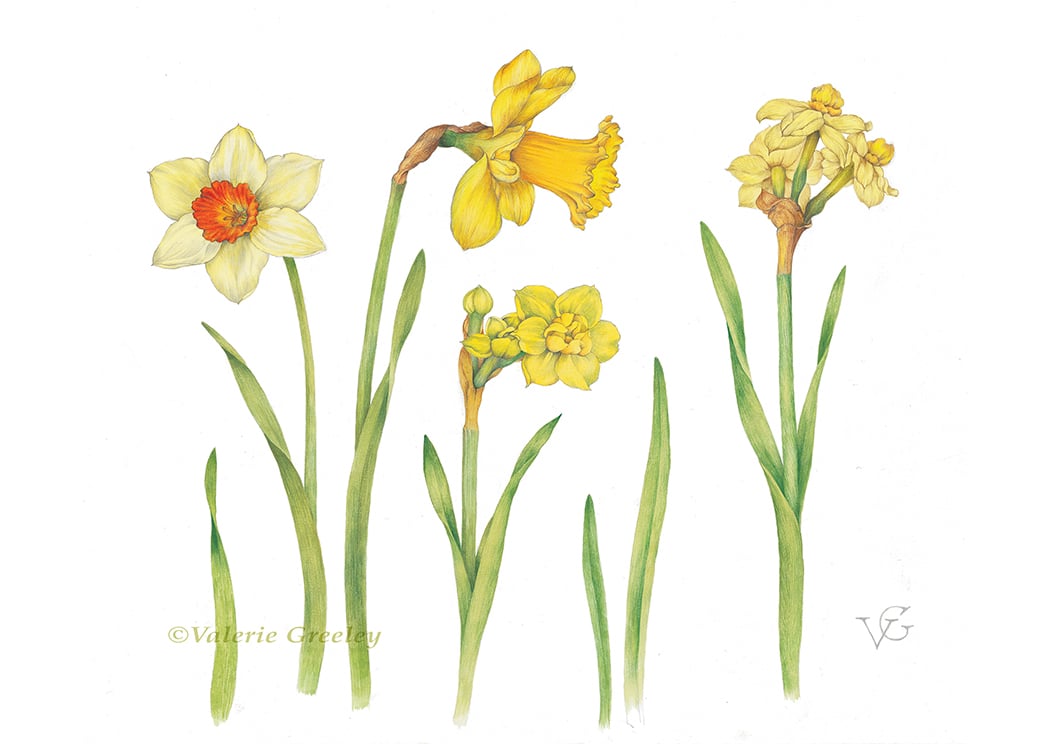 Daffodils print by Valerie Greeley