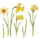 Daffodils print by Valerie Greeley