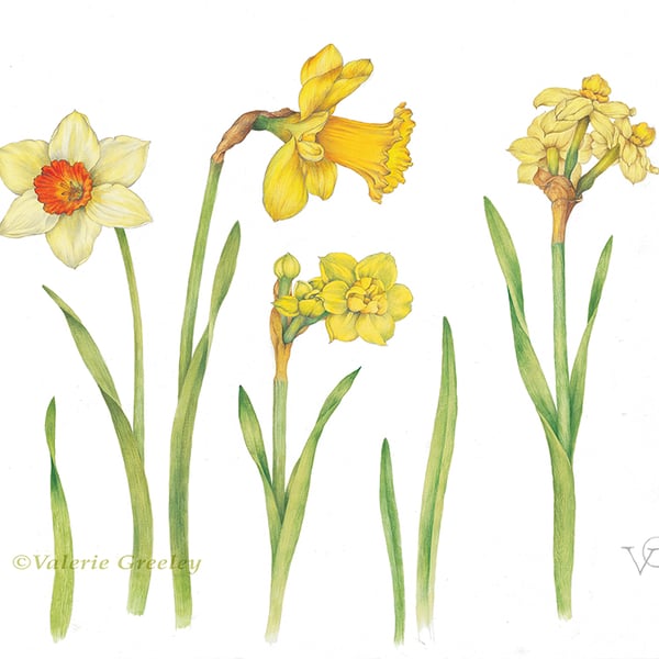Daffodils print by Valerie Greeley