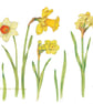 Daffodils print by Valerie Greeley
