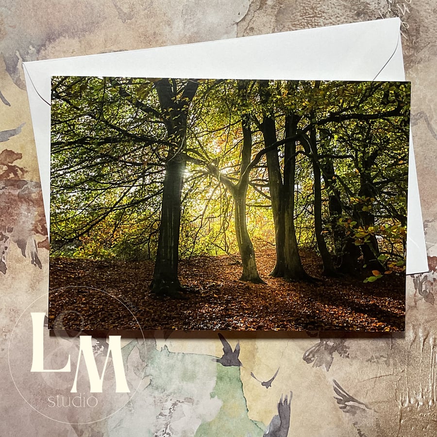 Sunlight through the trees