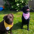 Dog Bandana Crochet Pattern (Digital PDF) – Includes 3D Skull & Posable Hand App