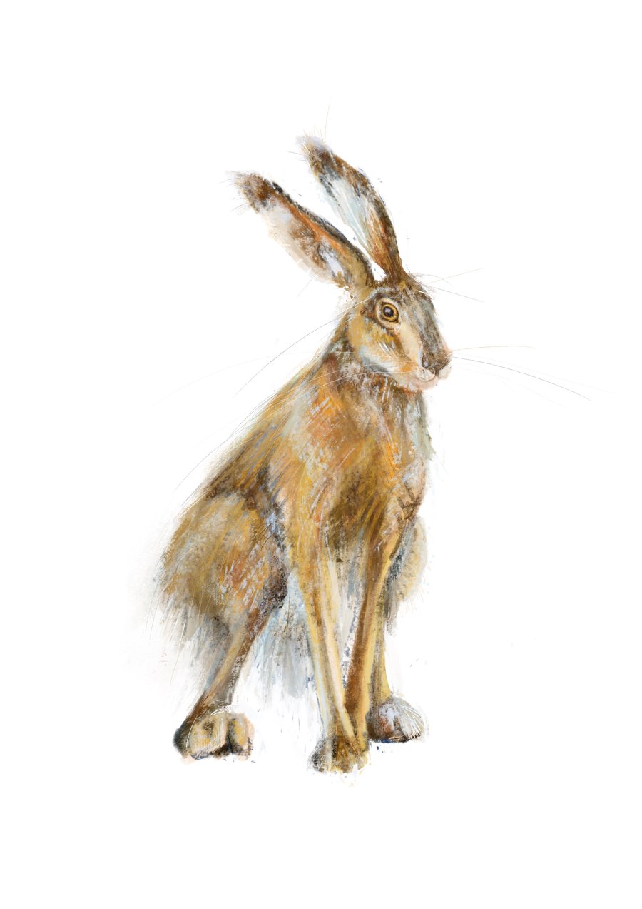 Wall Art Illustration Hare