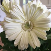 The Decorative Stitch