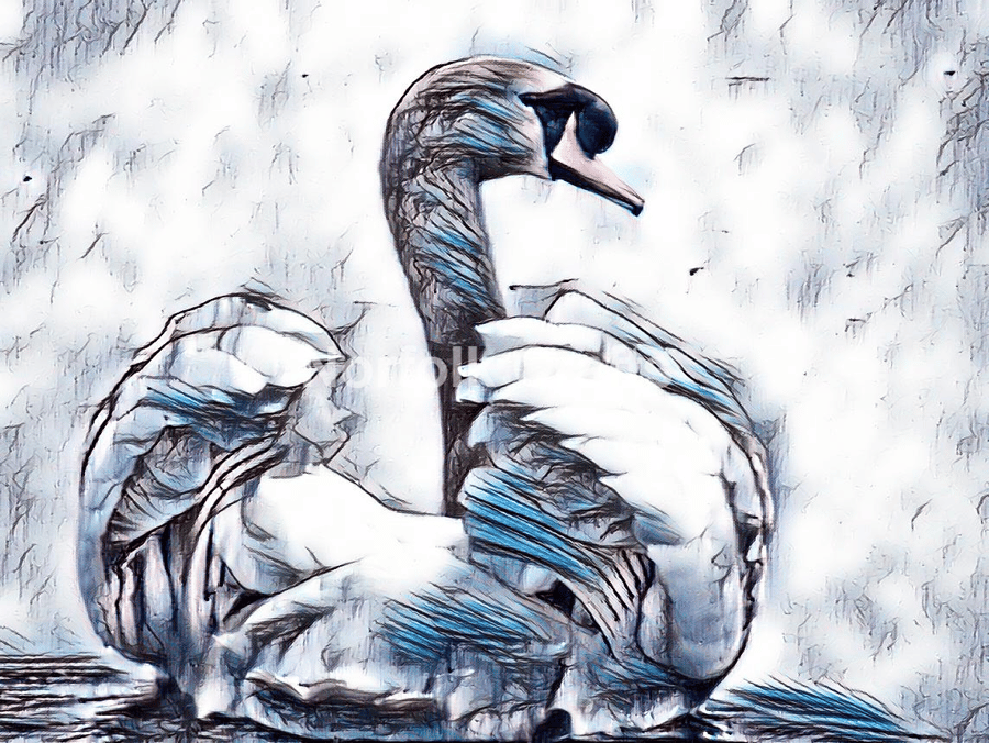 A4 Size Print Of A Swan On Nordelph Creek Norfolk.