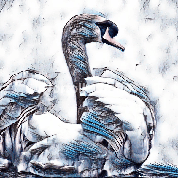 A4 Size Print Of A Swan On Nordelph Creek Norfolk.