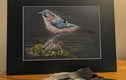 Corvid Collection