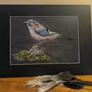 Jay, an A4 or A3 print of an original drawing