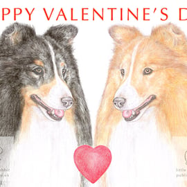 Shetland Sheepdog - Valentine Card