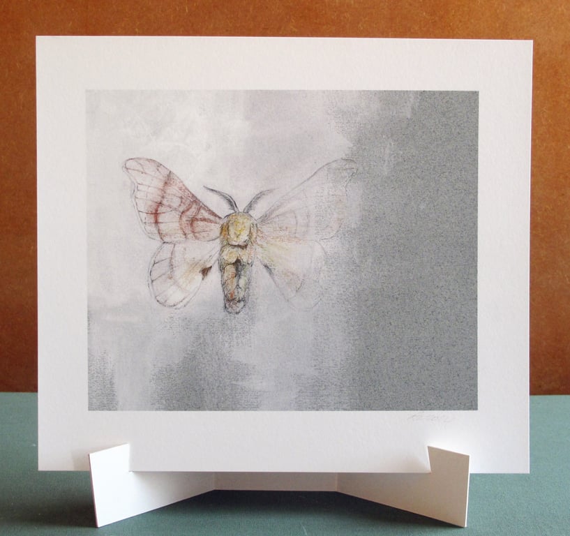 Silk Moth Fine Art Print