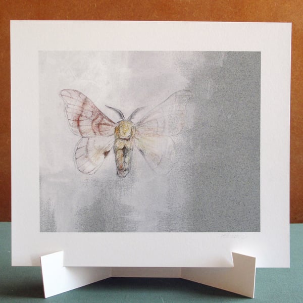 Silk Moth Fine Art Print