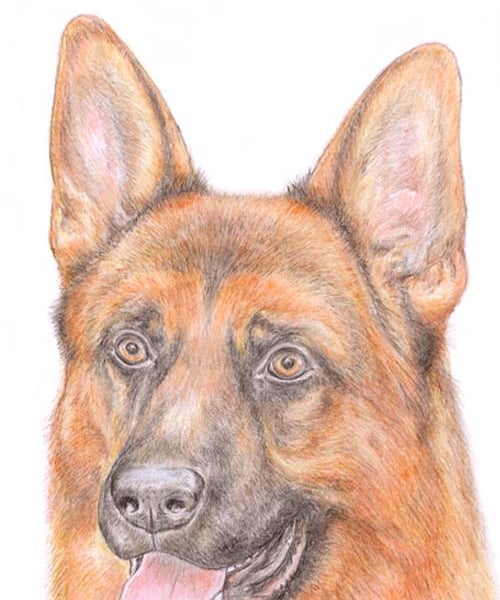 Rex the German Shepherd - Birthday Card