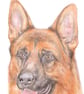 Rex the German Shepherd - Birthday Card - Image 1