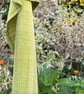 Lemongrass tea towel - Image 2