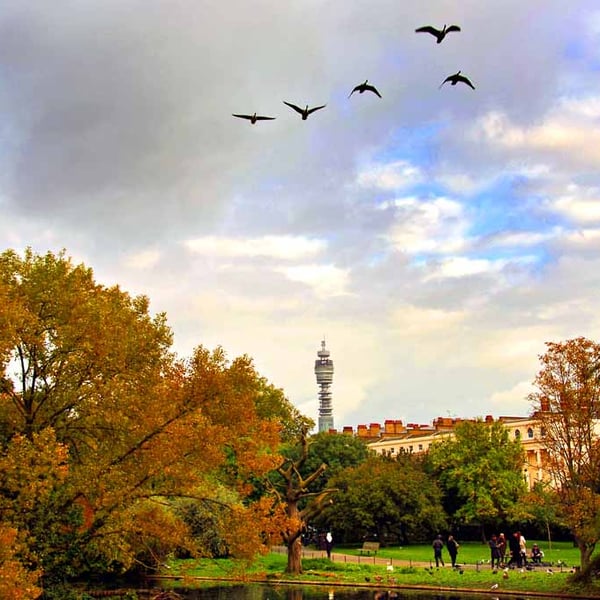 Autumn Trees Regent's Park London England Photograph Print