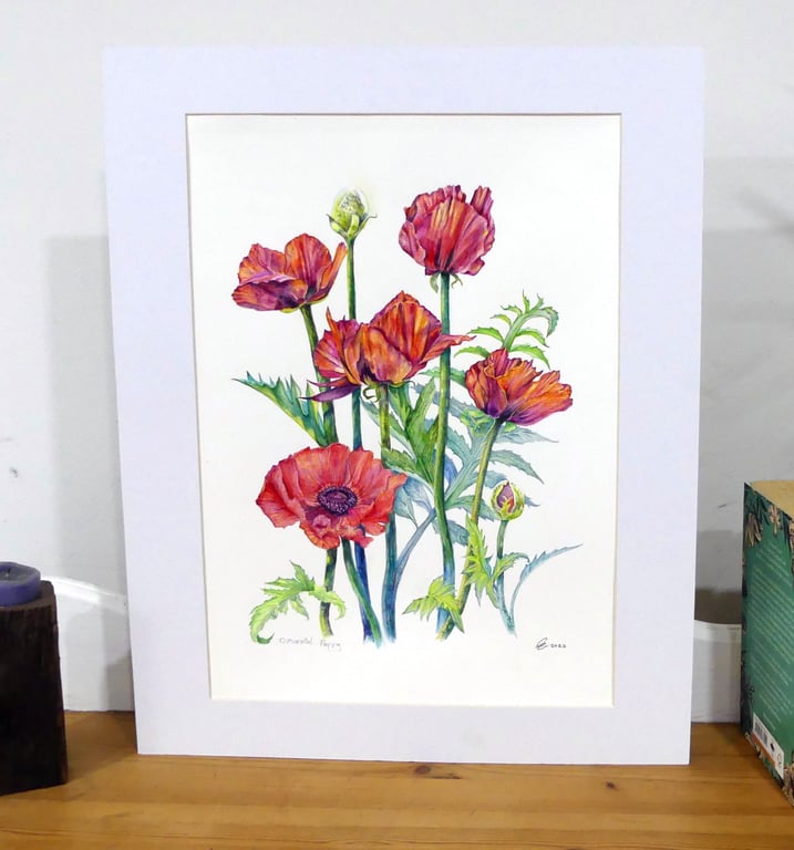 Red Poppy Original Flower Watercolour Painting Contemporary Botanical Art