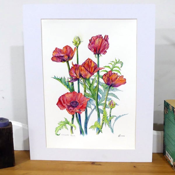 Red Poppy Original Flower Watercolour Painting Contemporary Botanical Art