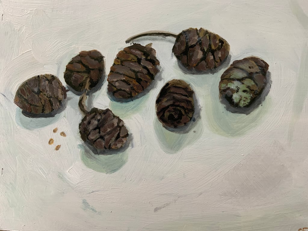 Oil Painting on board, Wellingtonia Pine Cones, original oil painting
