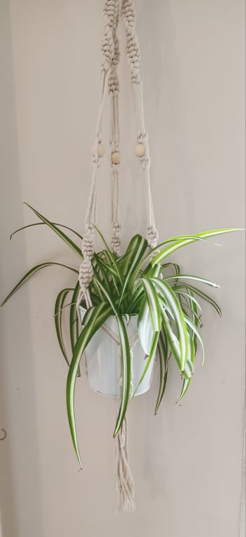 Boho Macramé hanging plant holders 