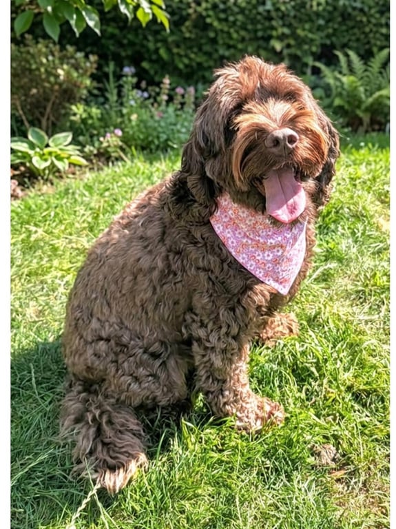 Scrunchie Dog or Cat Bandana "Pretty In Pink" 100% Cotton Pet Accessory. Stylish