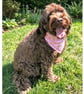 Scrunchie Dog or Cat Bandana "Pretty In Pink" 100% Cotton Pet Accessory. Stylish