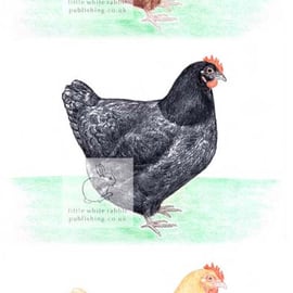 Three Hens - Blank Card