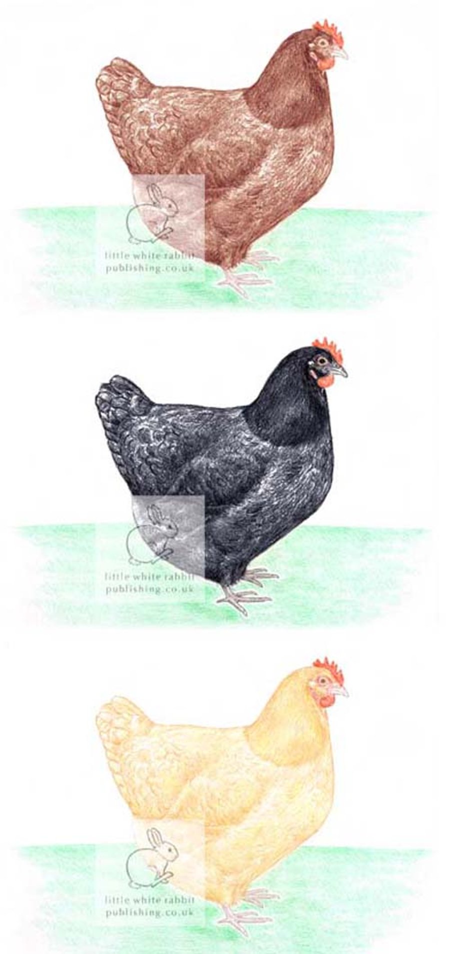 Three Hens - Blank Card