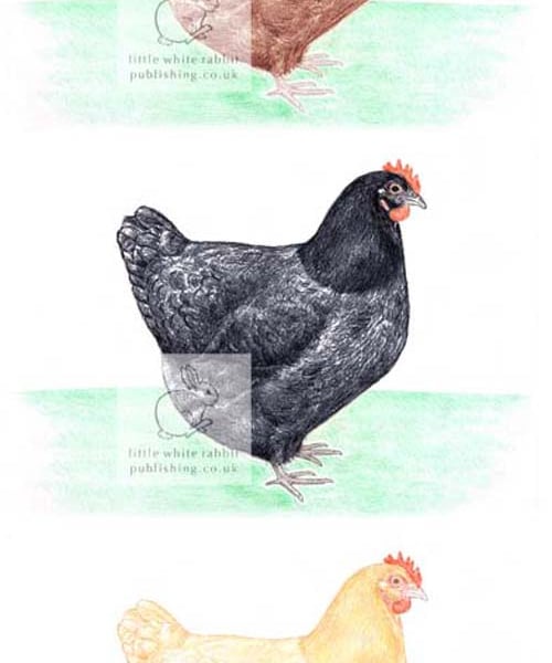 Three Hens - Blank Card