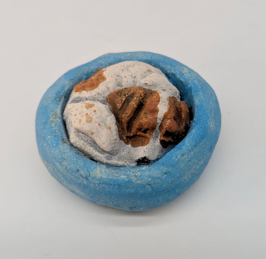 Yorkshire Pudding - Jack Russell in blue bed