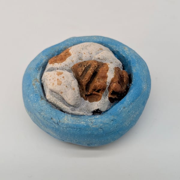 Yorkshire Pudding - Jack Russell in blue bed