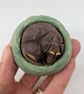 Yorkshire Pudding - Brown & Tan Dachshund - Image 4
