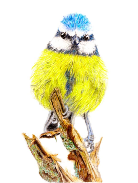 Bluetit - High Quality Print from Original Pencil Crayon Drawing